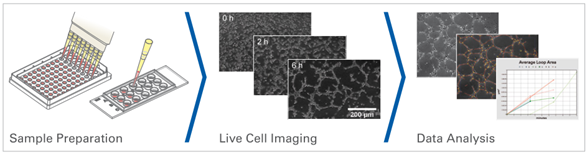 管形成实验流程