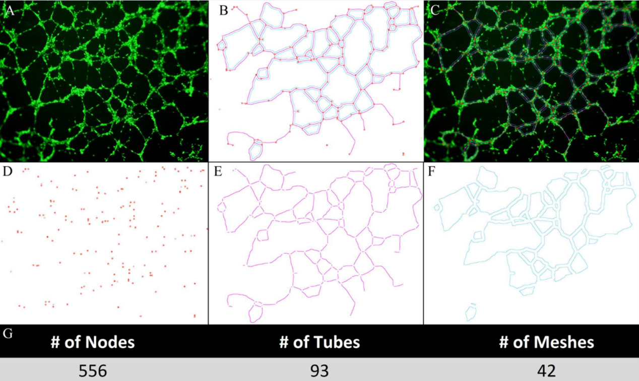 3B-11细胞的荧光显微镜成像和管形成的定量