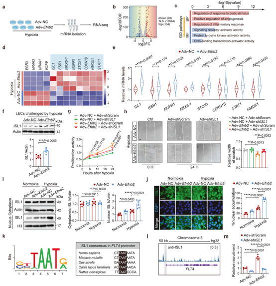 EphrinB2通过上调和核易位ISL1促进淋巴细胞增殖和迁移