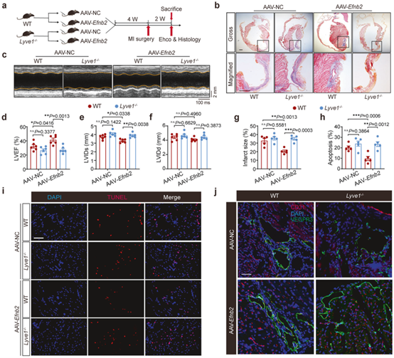 敲除Lyve1可消除心肌梗死后EphrinB2的抗炎作用