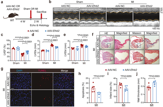 过表达EphrinB2可改善心肌梗死后的心脏功能