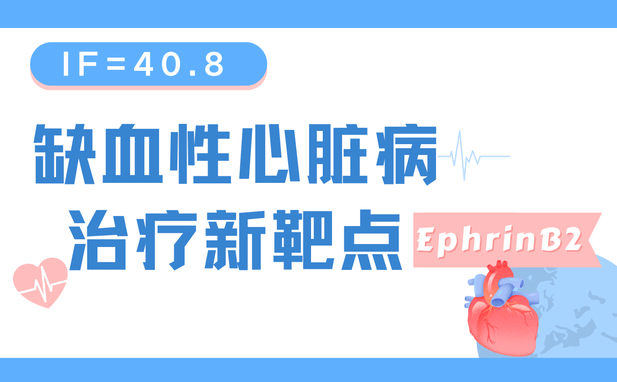 缺血性心脏病治疗新靶点EphrinB2