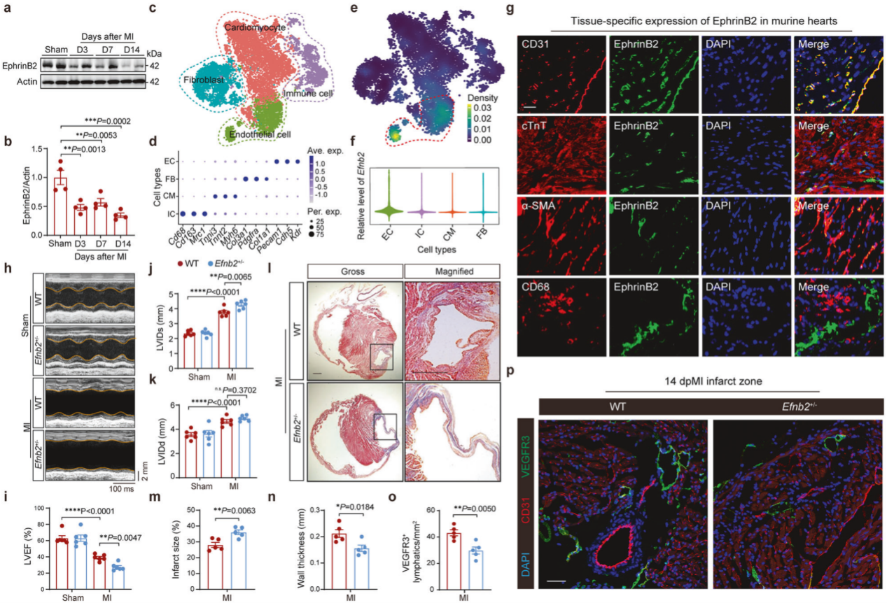 急性心肌梗死后，EphrinB2在心脏淋巴管生成中的关键作用