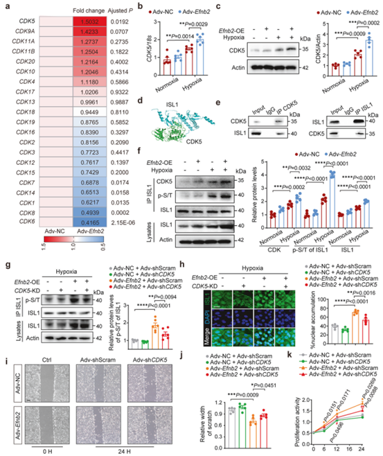 EphrinB2通过激活CDK5通路诱导ISL1核易位