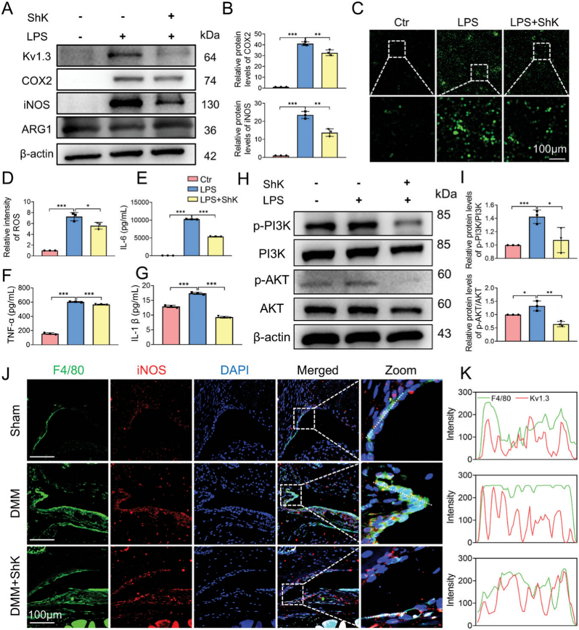 Kv1.3 抑制剂 ShK 通过 PI3K/Akt 轴有效抑制 ROS 和 M1 极化