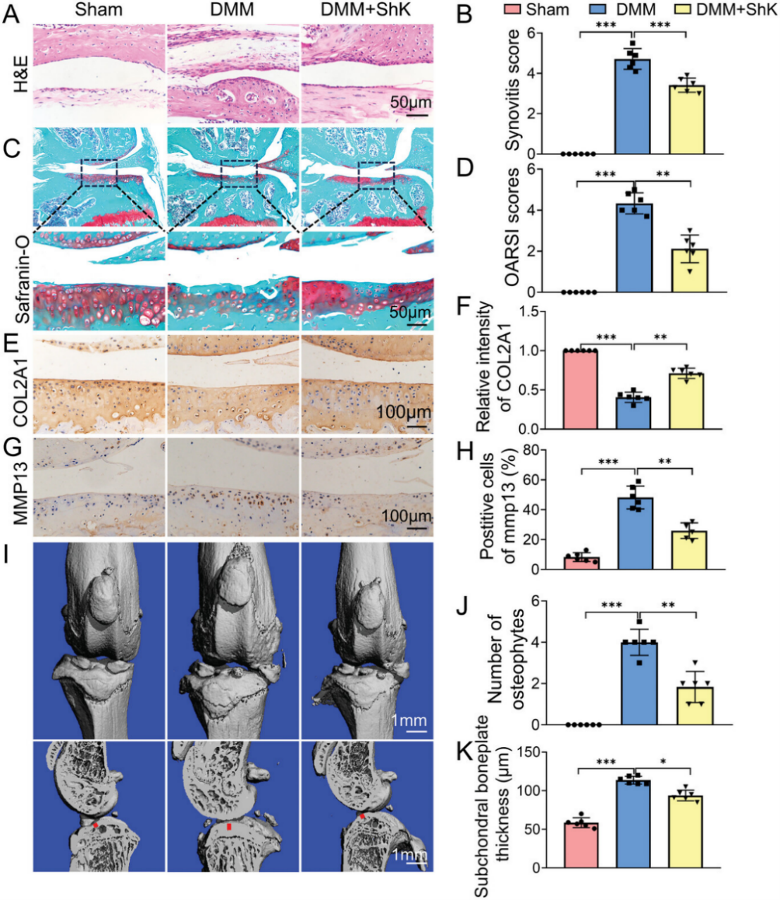 Kv1.3 抑制剂 ShK 可抑制体内 OA 进展