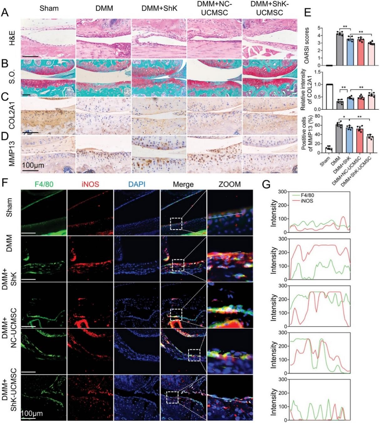 工程化 UCMSC 通过抑制 M1 巨噬细胞极化来减弱 OA 表型