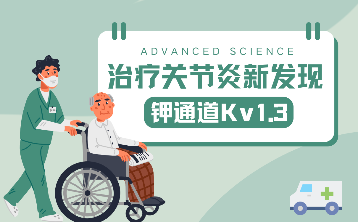 钾通道Kv1.3——OA的潜在治疗靶点