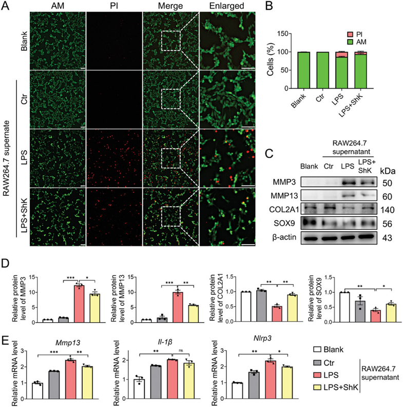 体外实验证实抑制 Kv1.3 可抑制 OA 进展