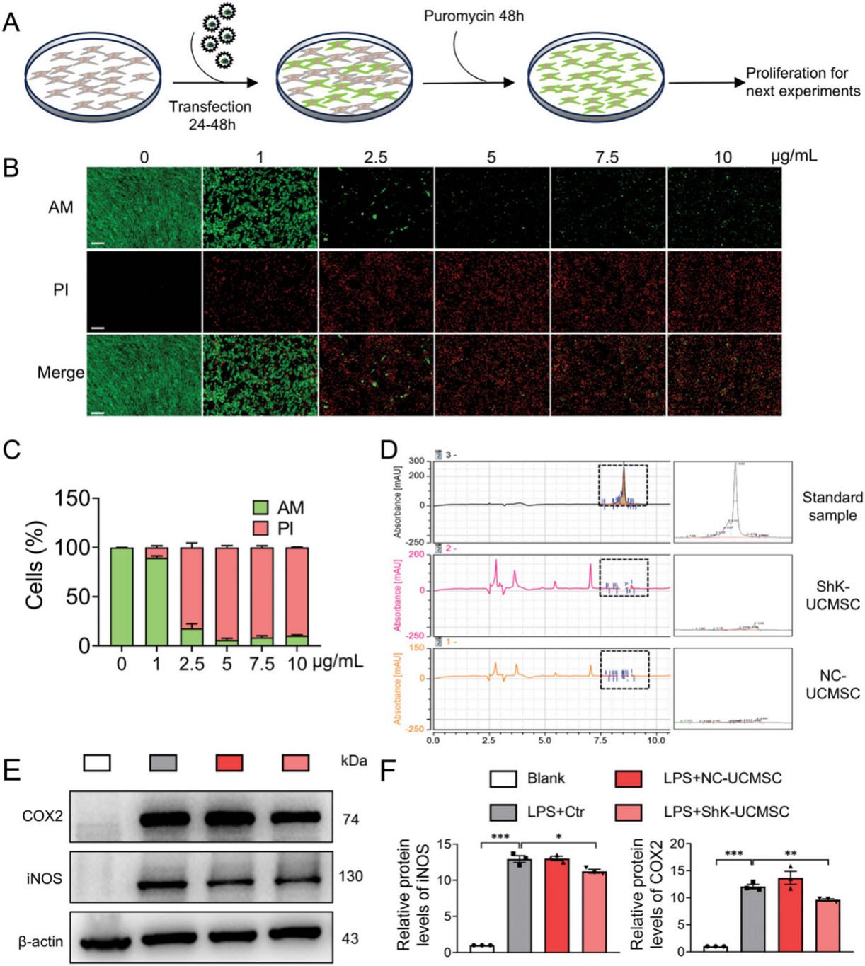 工程化UCMSCs的制备及特性