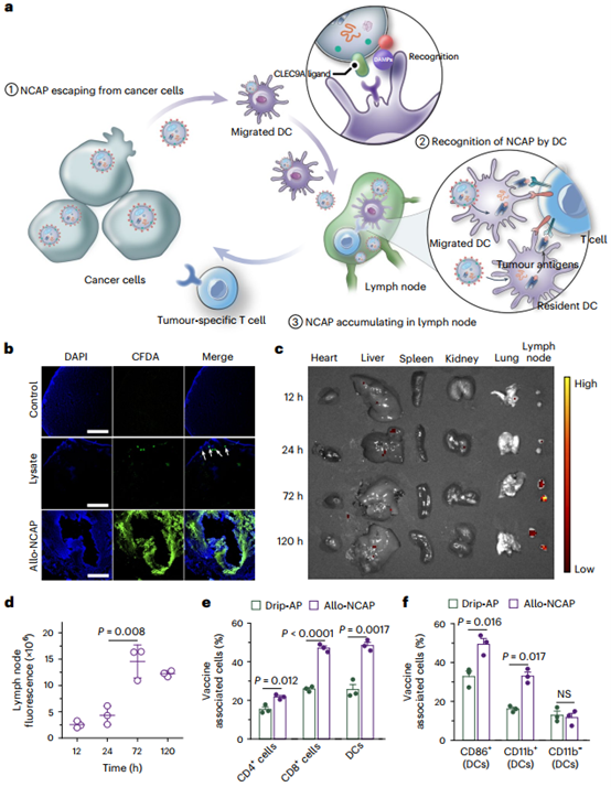 NCAP被抗原呈递细胞识别，并被有效地运输至淋巴结以激活免疫细胞