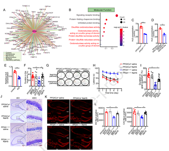 内皮PP2A缺乏导致小鼠H2S产生减少