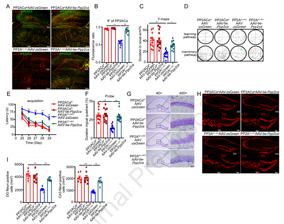 脑内皮PP2A的恢复阻碍了PP2AEC-cKO小鼠的认知功能障碍