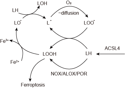 铁死亡和脂质过氧化