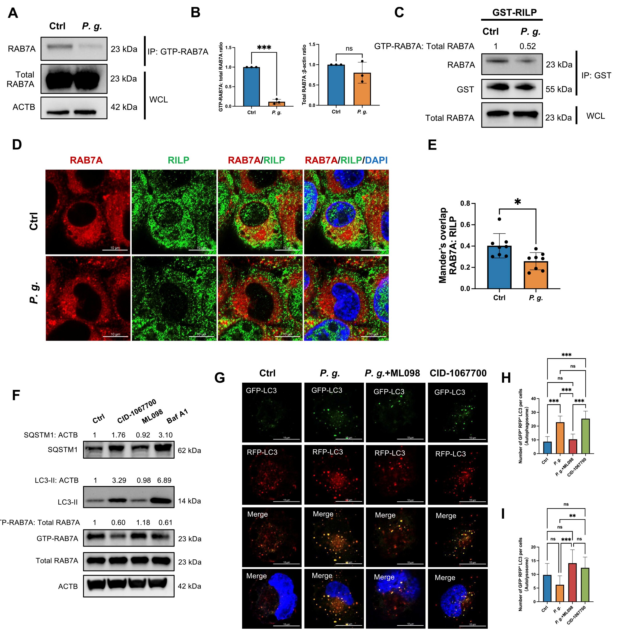 RAB7A活性抑制阻断自噬体-溶酶体融合