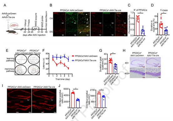 AAV Tie-Cre介导的脑内皮PP2A缺乏也会导致认知功能障碍
