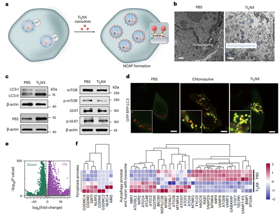 Ti2NX纳米点捕获和包裹癌细胞自噬体以产生稳定NCAP的能力