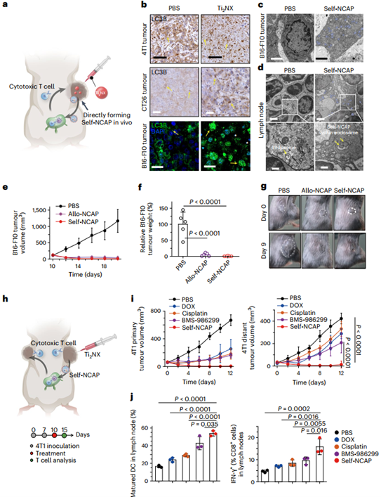 体内Self-NCAP疫苗的原位制备及其抗肿瘤能力