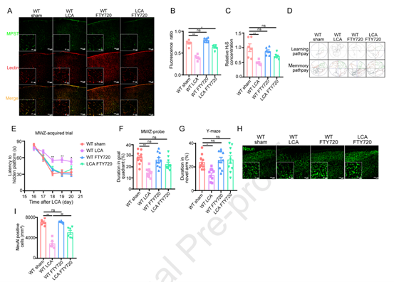 PP2A激活剂FTY720恢复缺血性神经元功能障碍和内皮MPST表达
