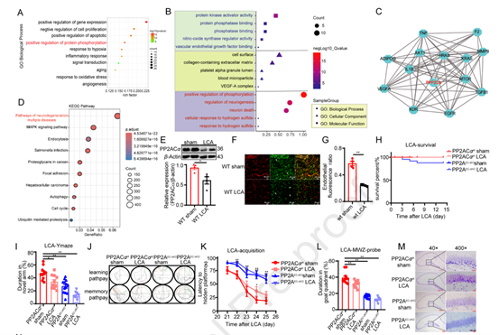 改善缺血诱导的认知障碍