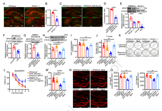 内皮PP2A缺乏抑制了小鼠MPST的表达