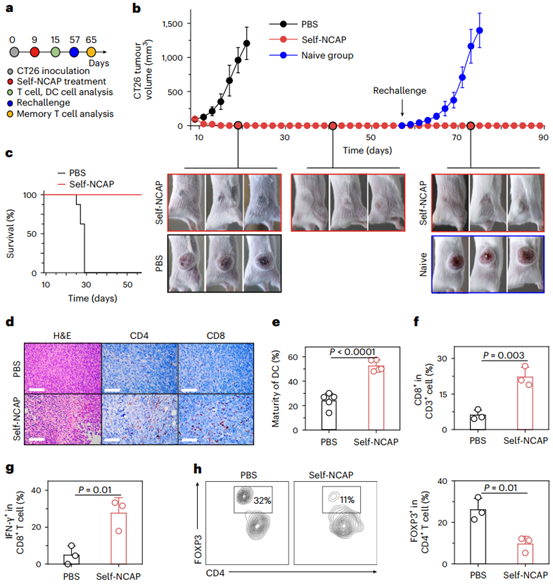 Self-NCAP疫苗可触发肿瘤特异性免疫反应，并提供长期抗肿瘤保护