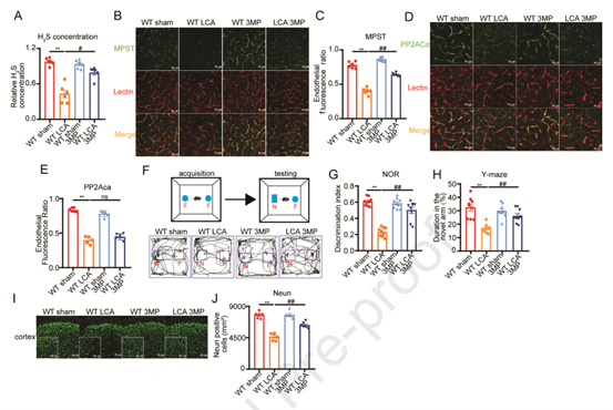 3MP钠恢复缺血性神经元功能障碍和内皮MPST表达