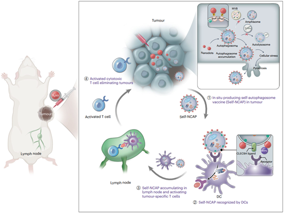 自噬体原位包被纳米点作为个性化癌症疫苗的方案