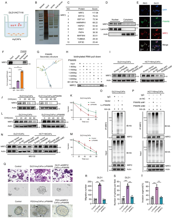 PWAR6阻断NRF2泛素化和降解