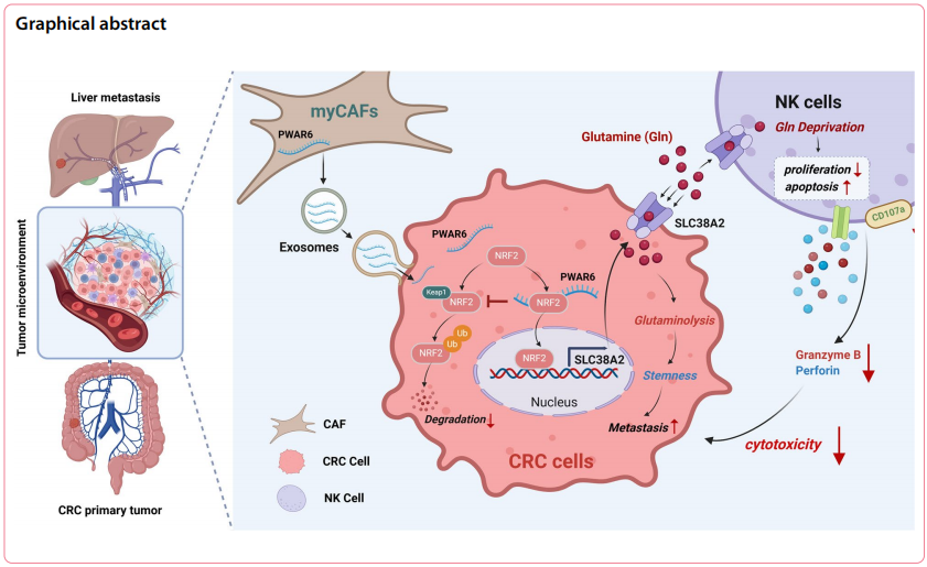 myCAFs来源的外泌体PWAR6是CRC肝转移治疗新靶点