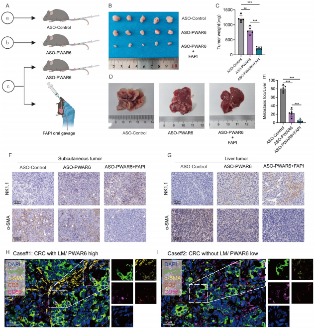 PWAR6是CRC的潜在治疗靶点