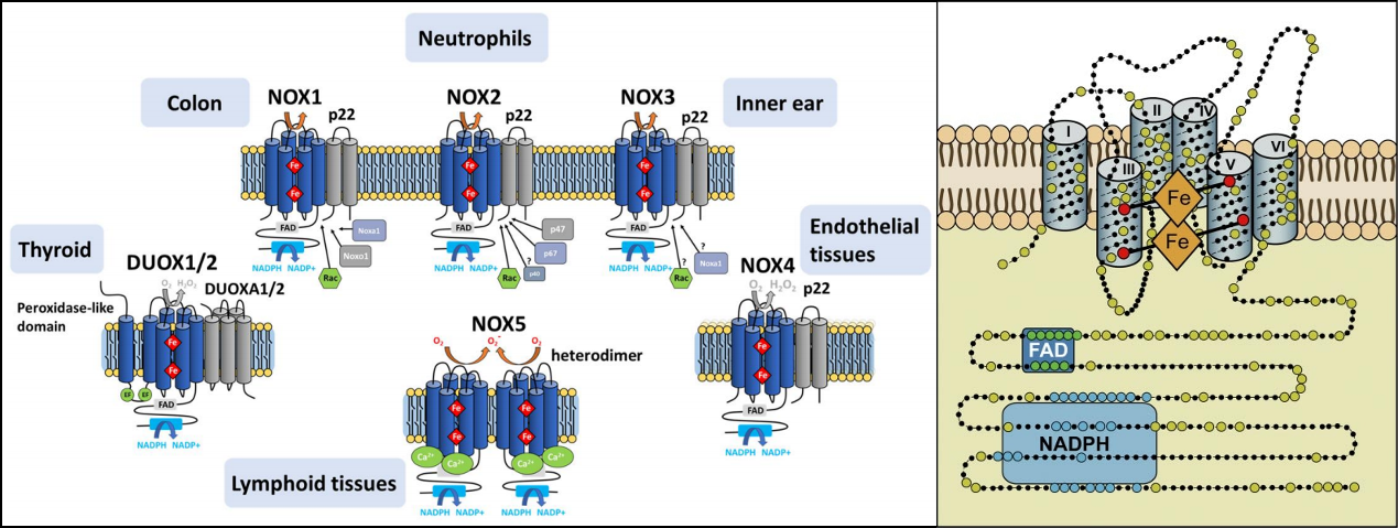 NOX家族成员及结构域示意图
