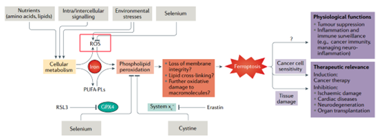 ROS参与铁死亡机制示意图