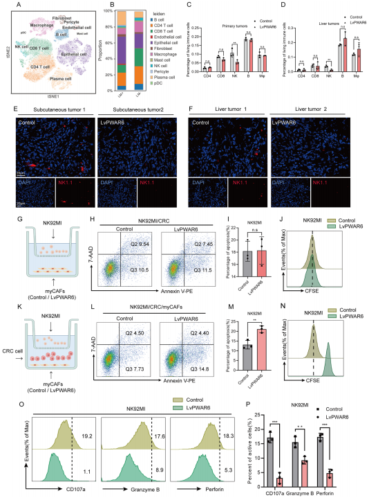 PWAR6介导的NK细胞谷氨酰胺缺乏促进肿瘤免疫逃逸