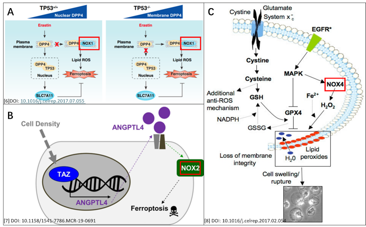 NOXs参与细胞铁死亡的机制