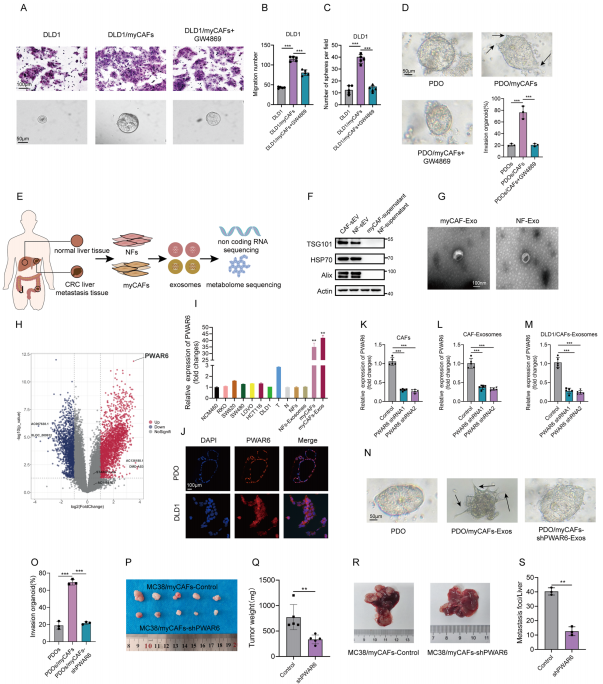 myCAF衍生的外泌体PWAR6促进CRC的干性和转移