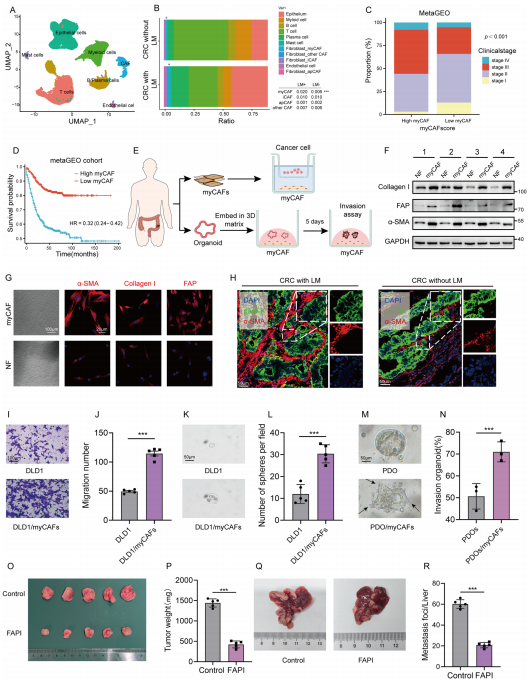 myCAFs增强CRC细胞干性并促进迁移
