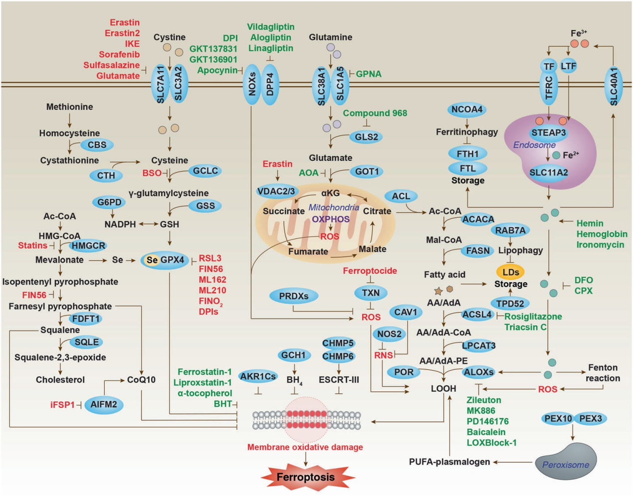 铁死亡过程中的NOXs