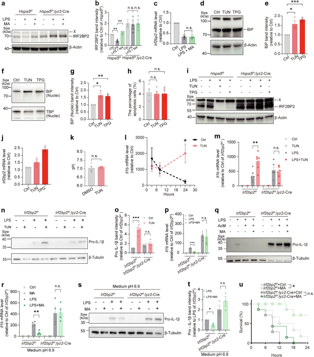L-苹果酸-BiP轴通过靶向IRF2BP2蛋白水解调节炎症反应