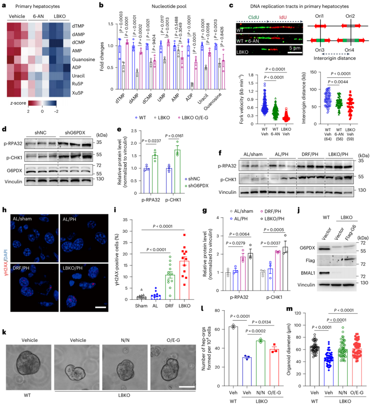 PPP功能障碍引起的核苷酸短缺导致Bmal1缺失细胞的复制应激和生长缺失