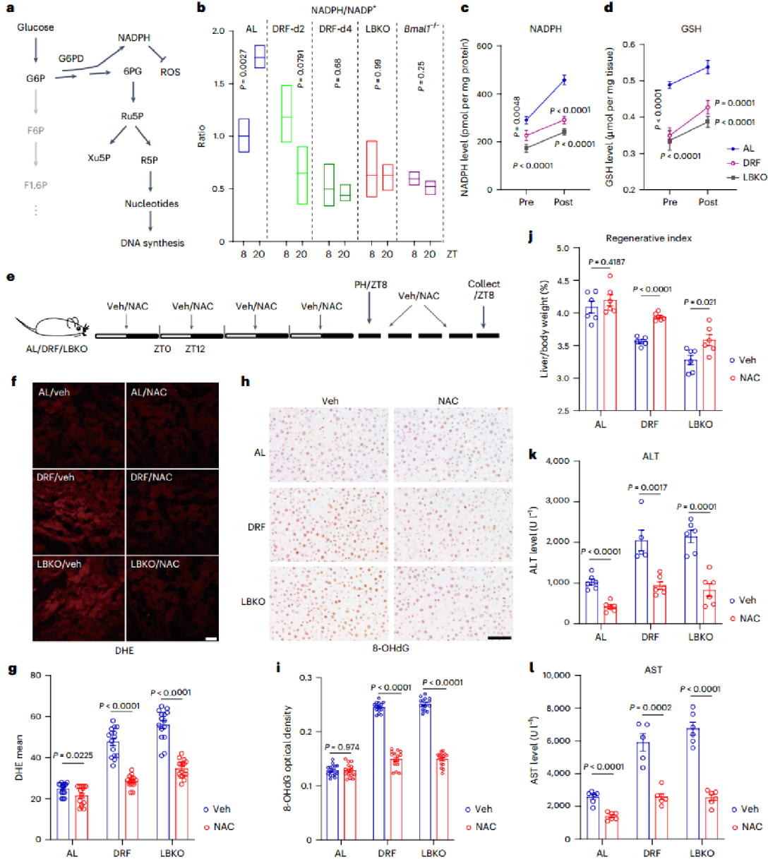 肝生物钟破坏中氧化应激升高部分导致再生缺失