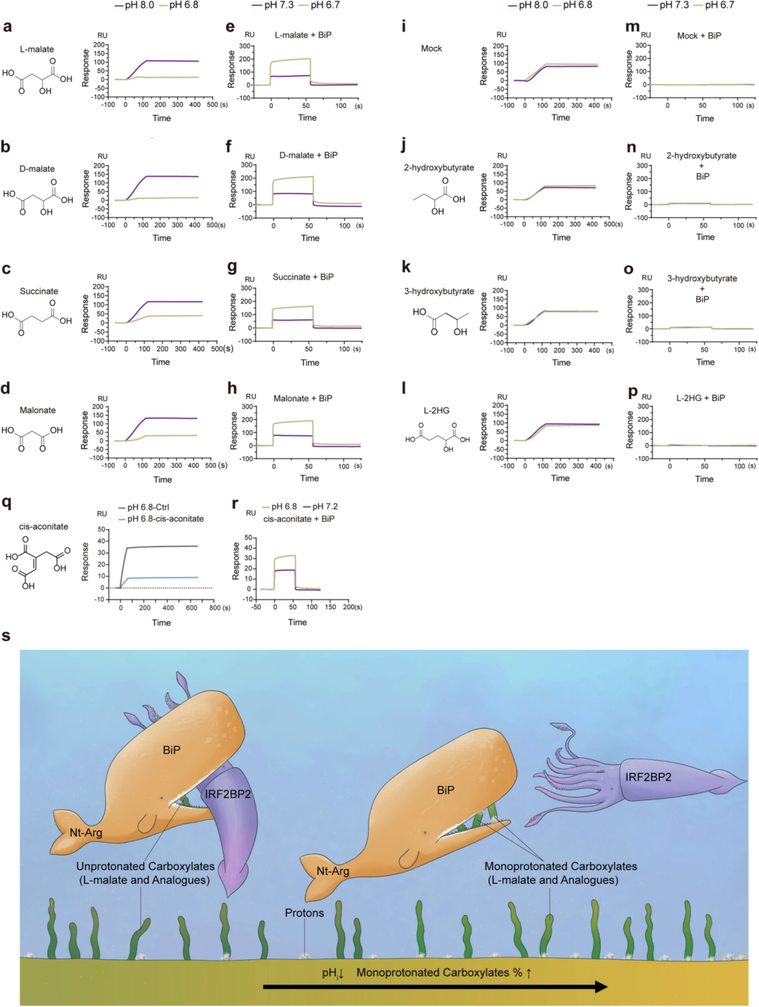 降低pH值有利于L-苹果酸及其类似物与BiP结合并抑制BiP-IRF2BP2的相互作用