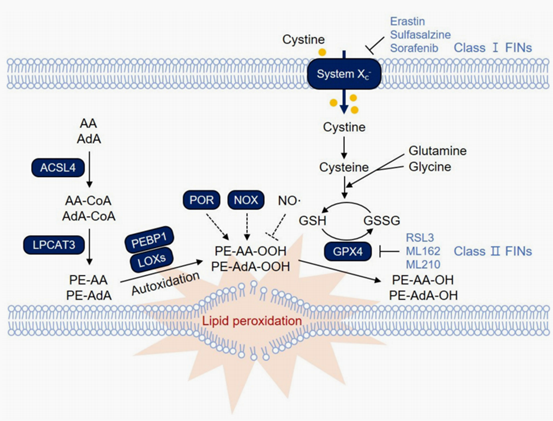 代谢产物苹果酸启动巨噬细胞的关键质子感应通路