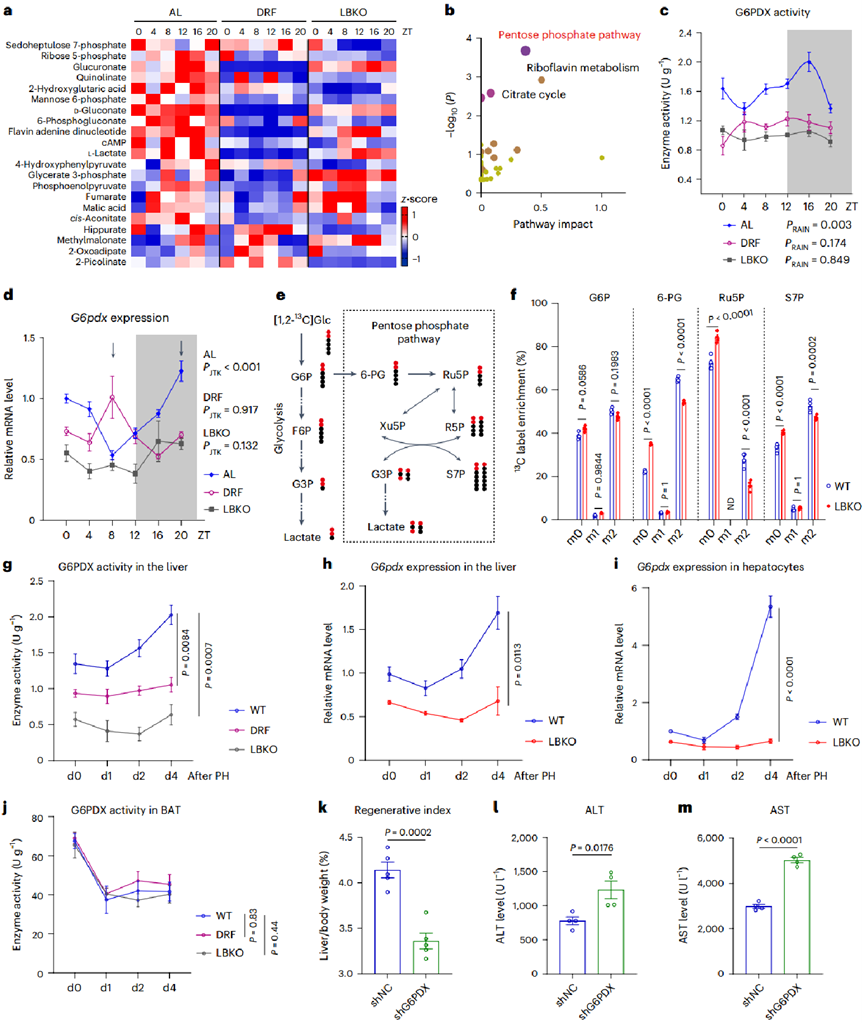 肝生物钟紊乱损害PPP的节律性和活性