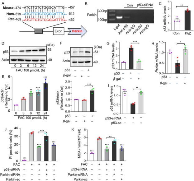 p53靶向Parkin调节铁过载诱导的铁死亡