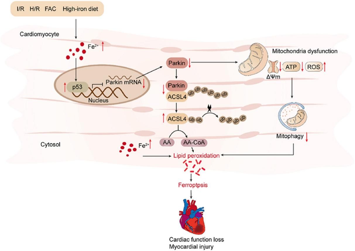 p53 - Parkin - ACSL4信号轴调控铁死亡示意图