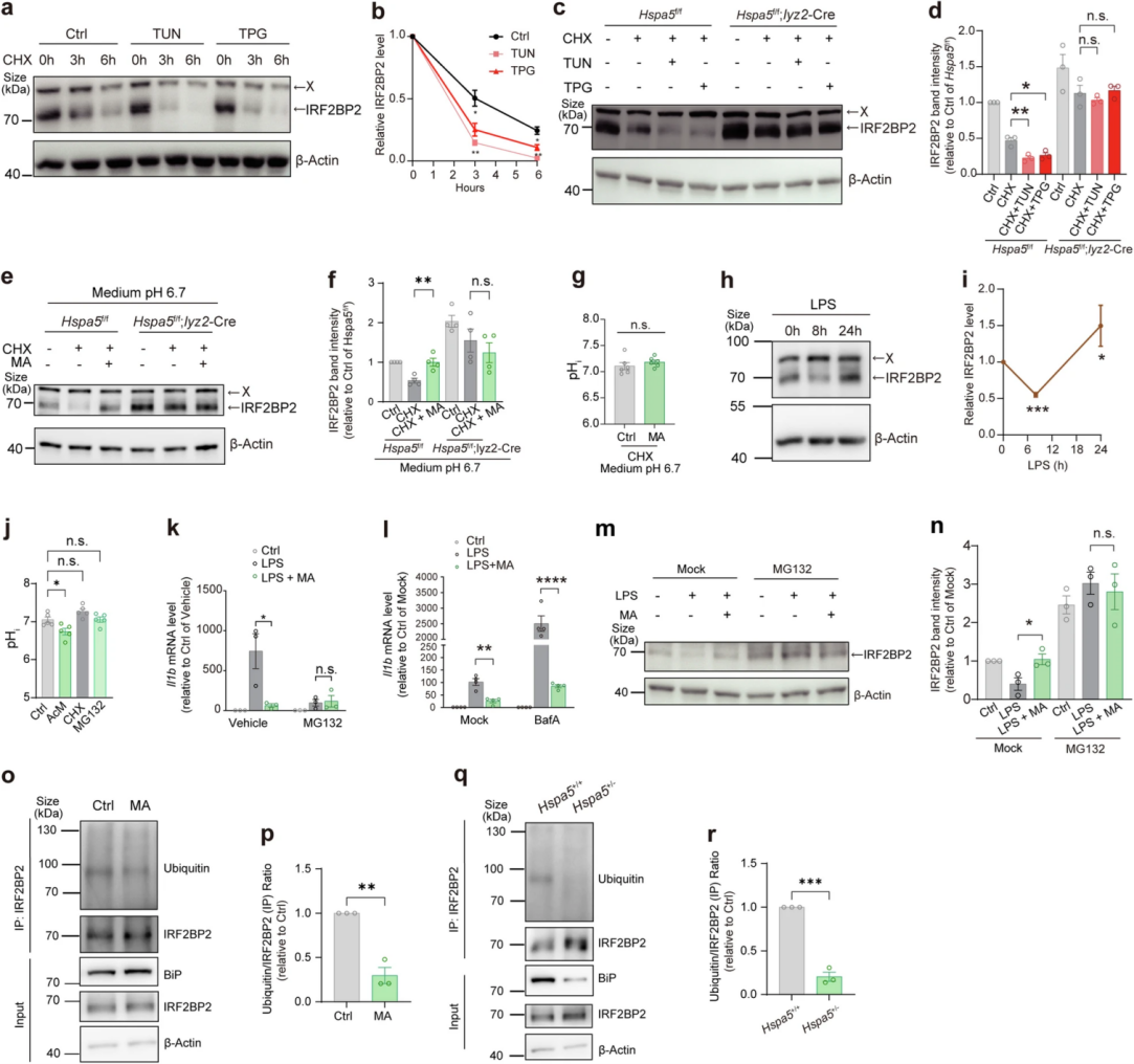 L-苹果酸可保护IRF2BP2免受BiP驱动的蛋白质降解