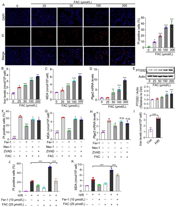 铁过载诱导心肌细胞铁死亡，并促进H/R引发的细胞死亡
