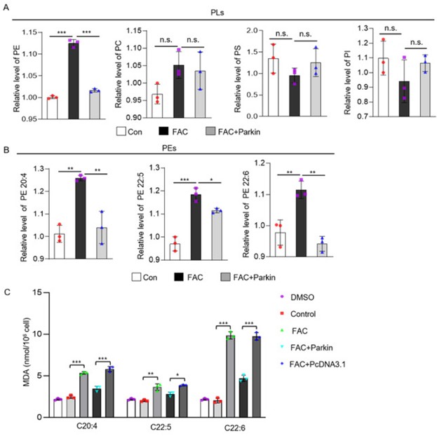 Parkin调节脂质代谢
