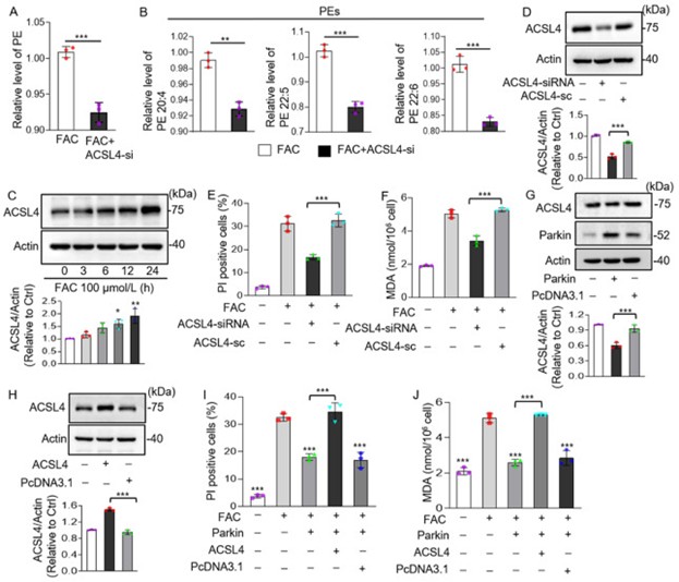 Parkin通过ACSL4调节细胞代谢抑制铁死亡